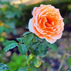 Meet your Posher, Nora